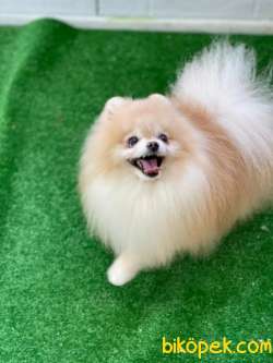 Safkan Teddybear Pomeranianboo 4