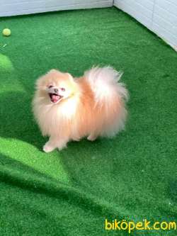 Safkan Teddybear Pomeranianboo 5