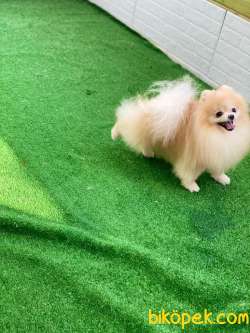 Safkan Teddybear Pomeranianboo 3