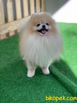 Safkan Teddybear Pomeranianboo 2