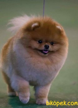 Safkan Teddybear Scr Li Yetişkin Pomeranianlar 2
