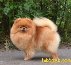 Safkan Teddybear Scr Li Yetişkin Pomeranianlar 4