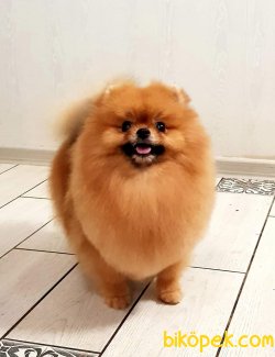 Safkan Teddybear Scr Li Yetişkin Pomeranianlar 3
