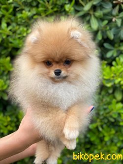 Safkan Teddybear Yavrularımız 3