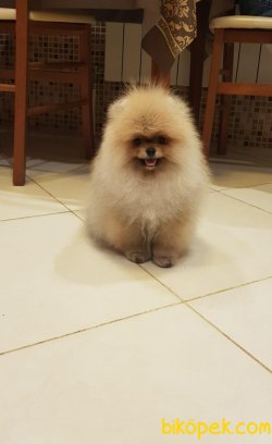 Safkan Teddybear Yavrularımız 2