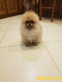 Safkan Teddybear Yavrularımız 3