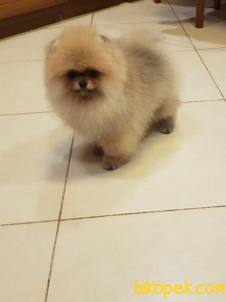 Safkan Teddybear Yavrularımız 4