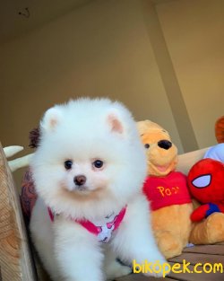 Safkan Tedybear Yarışma Düzeyi FCI SECERELİ ‘LİNDA’ 5