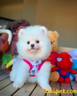 Safkan Tedybear Yarışma Düzeyi FCI SECERELİ ‘LİNDA’ 1