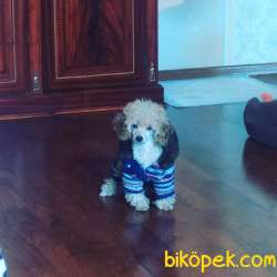 Safkan Toy Poddle Apricot Yavrular 3
