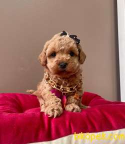SAFKAN TOY POODLE 3
