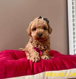 SAFKAN TOY POODLE 1