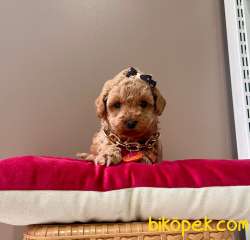 SAFKAN TOY POODLE 2
