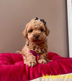 SAFKAN TOY POODLE 4