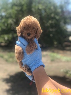 SAFKAN TOY POODLE BEBEKLER 1