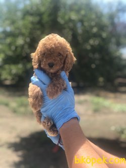 SAFKAN TOY POODLE BEBEKLER 3