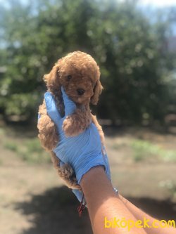 SAFKAN TOY POODLE BEBEKLER 2