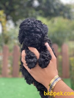 SAFKAN TOY POODLE BEBEKLER 2