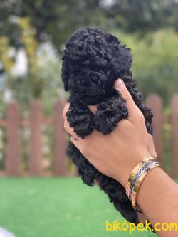 SAFKAN TOY POODLE BEBEKLER 1