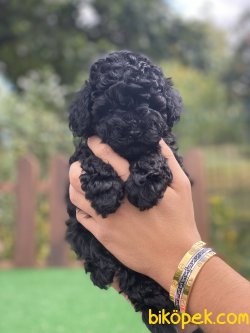 SAFKAN TOY POODLE BEBEKLER 3