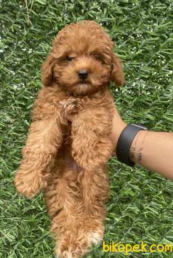 SAFKAN TOY POODLE BEBEKLER 2
