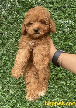 SAFKAN TOY POODLE BEBEKLER 3