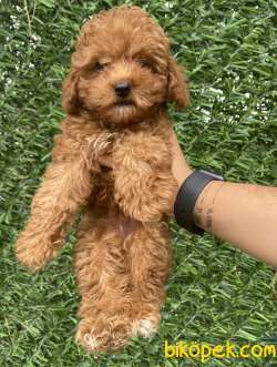 SAFKAN TOY POODLE BEBEKLER 1