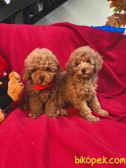 SAFKAN TOY POODLE BEBEKLER 3