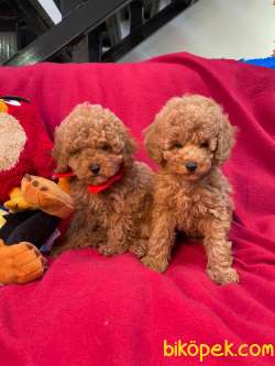 SAFKAN TOY POODLE BEBEKLER 2