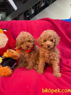 SAFKAN TOY POODLE BEBEKLER 1