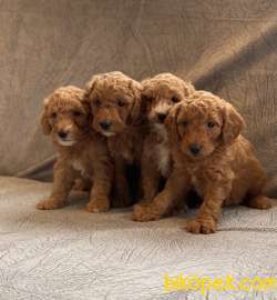 Safkan Toy Poodle Bebekler 2