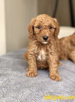 Safkan Toy Poodle Bebekler 3