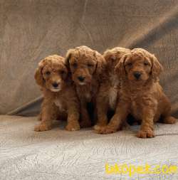 Safkan Toy Poodle Bebekler 1