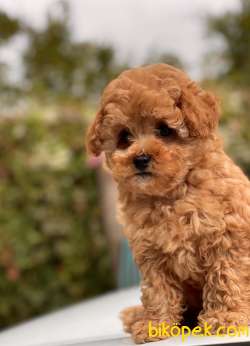 SAFKAN TOY POODLE BEBEKLER 4