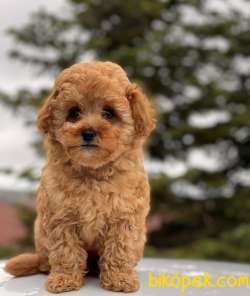 SAFKAN TOY POODLE BEBEKLER 5