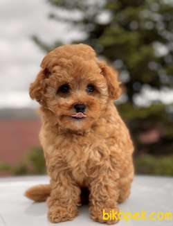 SAFKAN TOY POODLE BEBEKLER 3