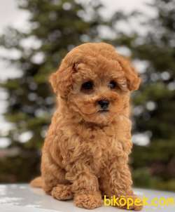 SAFKAN TOY POODLE BEBEKLER 2
