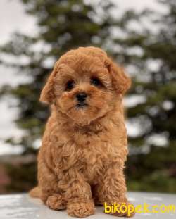 SAFKAN TOY POODLE BEBEKLER 1