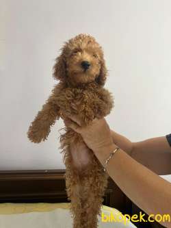 Safkan Toy Poodle Bebekler 1