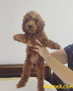 Safkan Toy Poodle Bebekler 3