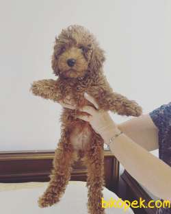 Safkan Toy Poodle Bebekler 2