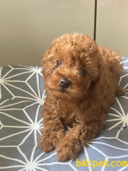 SAFKAN TOY POODLE BEBEKLERİMİZ 1