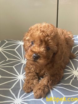 SAFKAN TOY POODLE BEBEKLERİMİZ 3