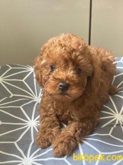 SAFKAN TOY POODLE BEBEKLERİMİZ 2