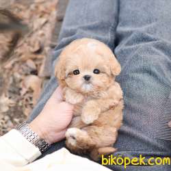Safkan Toy Poodle Bebeklerimiz 4