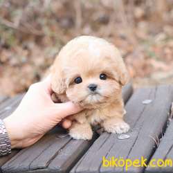 Safkan Toy Poodle Bebeklerimiz 3