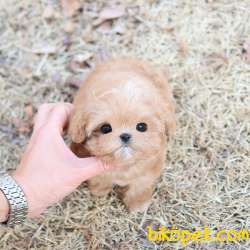 Safkan Toy Poodle Bebeklerimiz 2