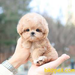 Safkan Toy Poodle Bebeklerimiz