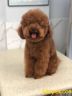 Safkan Toy Poodle Ev Dogumu  Anne Baba Görselde 4