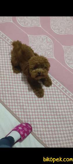 Safkan Toy Poodle Ev Dogumu  Anne Baba Görselde 2